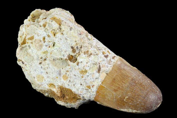 Cretaceous Fossil Crocodile Tooth - Morocco #122522